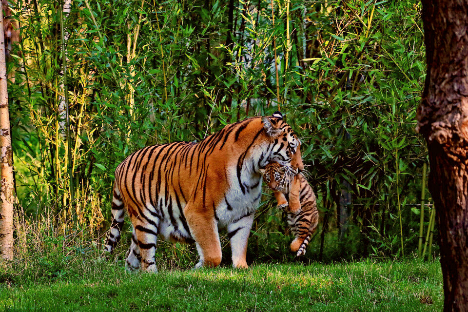 Tiger animal family