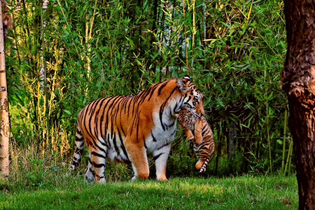 Tiger animal family