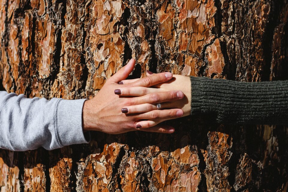 Tree hands couple photo