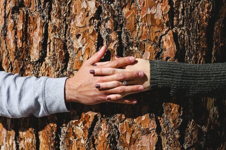 Tree hands couple photo