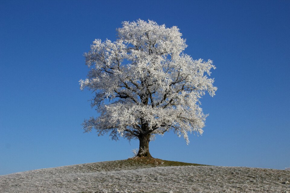 Tree hoarfrost winter