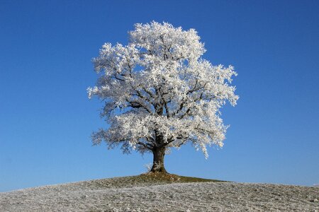 Tree hoarfrost winter