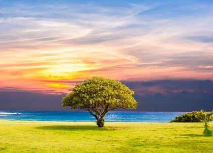 Tree sea sunset photo