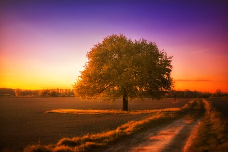 Tree sunset countryside photo