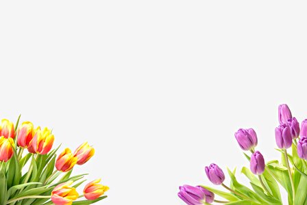 Tulip flower frame