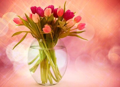 Tulip flower