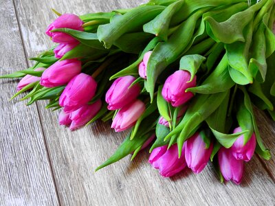Tulips flower bouquet