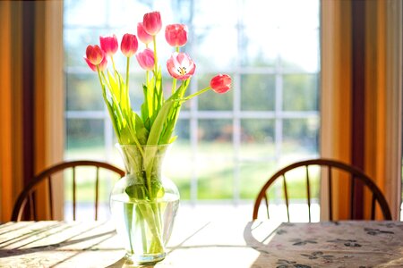 Tulips flower vase photo