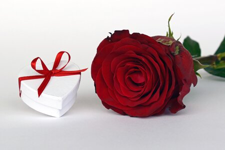 Valentines day gift rose