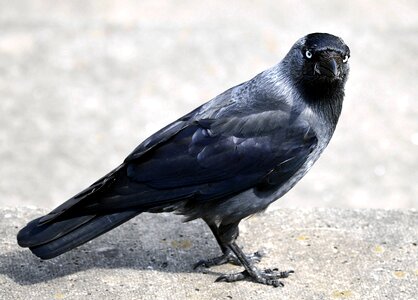 Western jackdaw bird