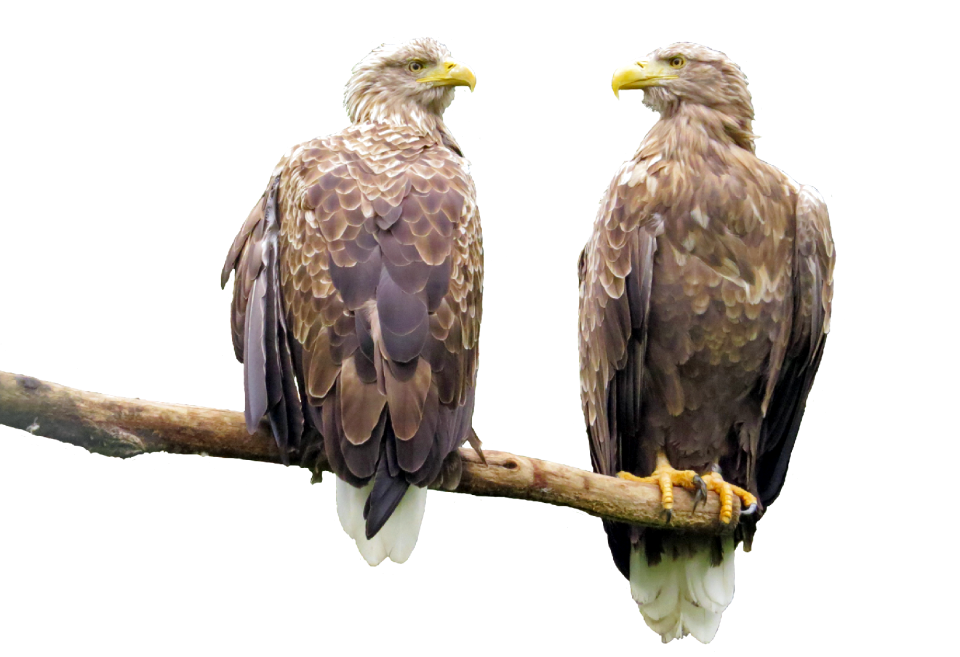 White tailed eagles photo