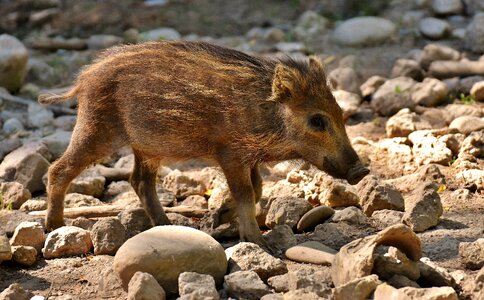 Wild boar animal photo