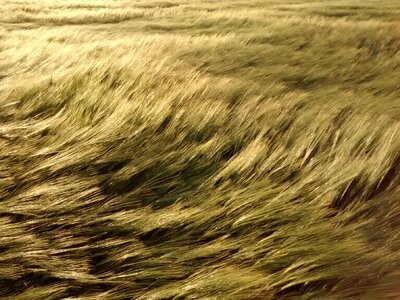 Wind wheat field photo