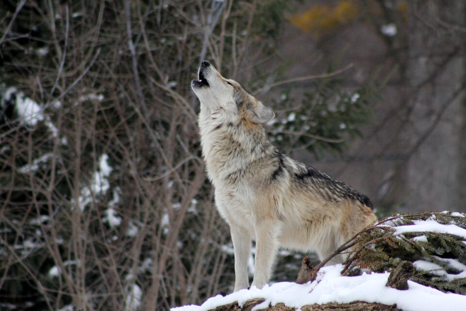 Wolf animal howling