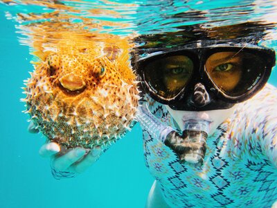 Woman snorkeling pufferfish photo