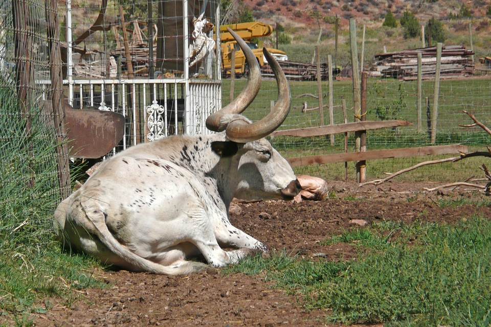 White livestock farm