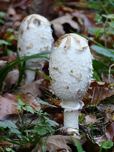 Coprinus comatus asparagus mushroom porcelain comatus photo