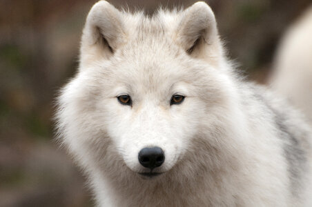 Arctic wolf animal