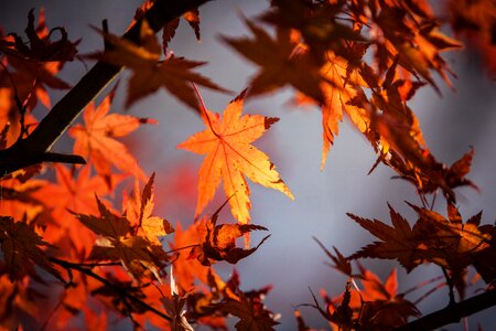 Autumn leaves maple photo