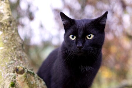 Black cat animal photo