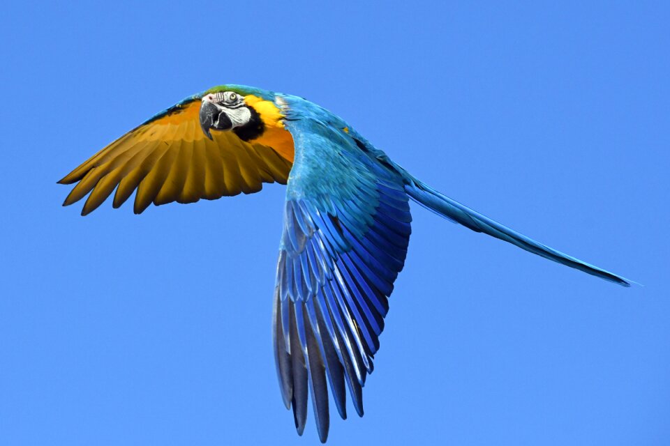 Blue and yellow macaw