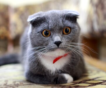 British shorthair cat animal