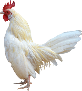 Chicken bird