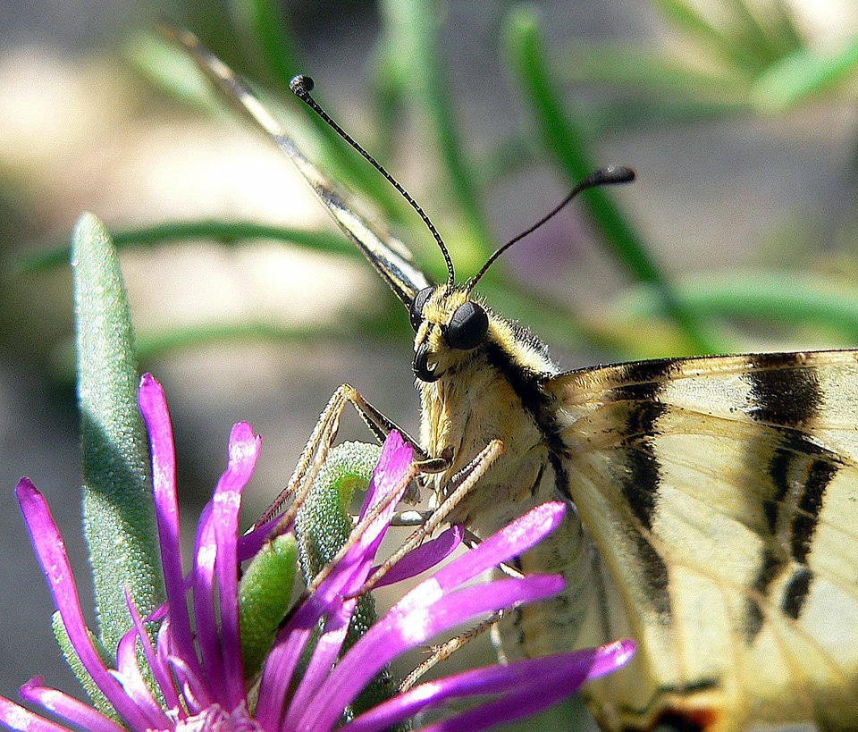 Wing flying flower