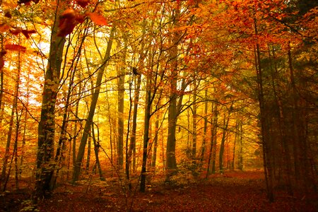 Forest autumn trees photo