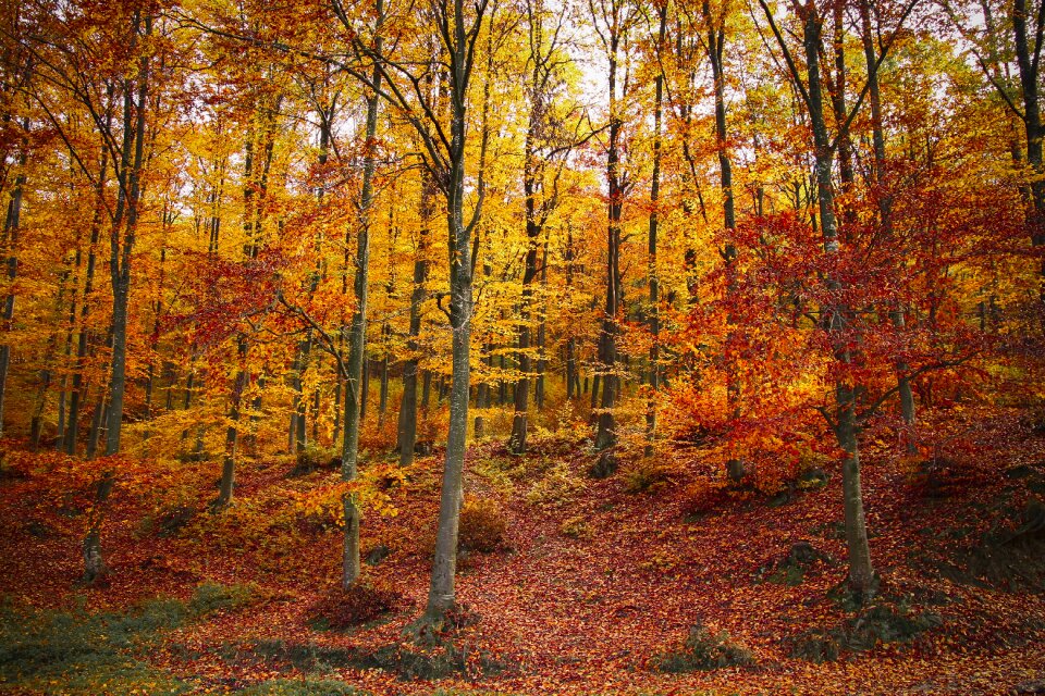 Forest trees autumn leaves