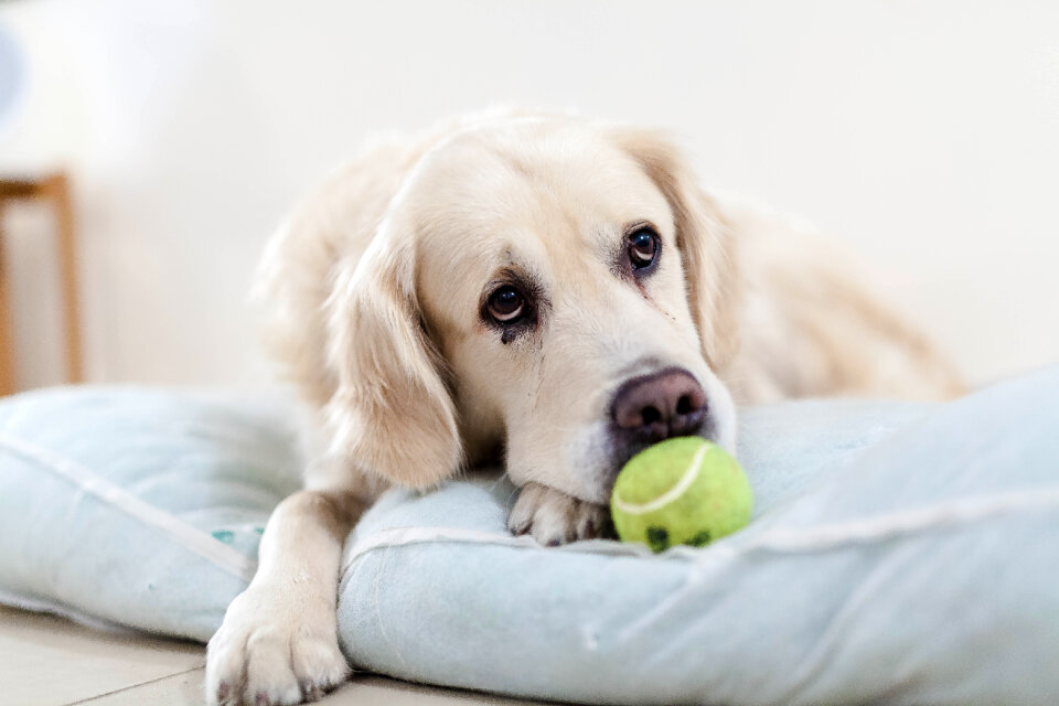 Golden retriever dog