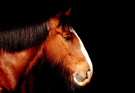 Horse animal