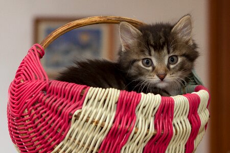 Kitten cat animal