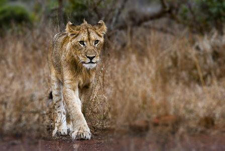 Lion animal photo