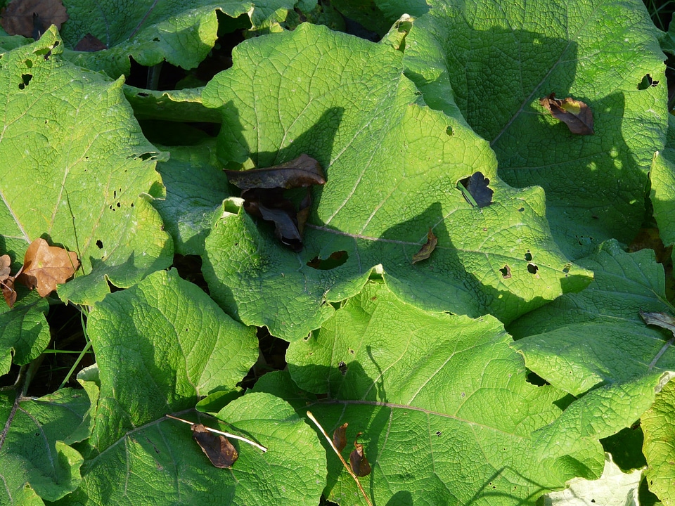 Green autumn arctium lappa