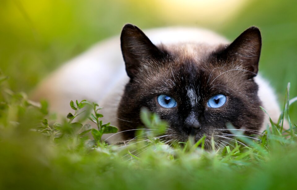 Siamese cat animal photo