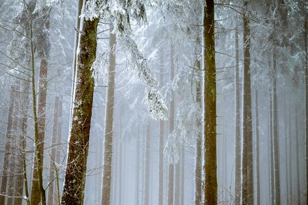 Snow forest trees winter