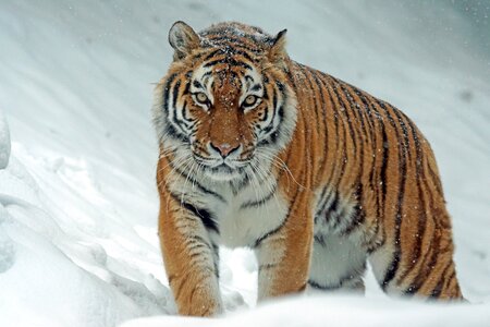 Tiger animal snow