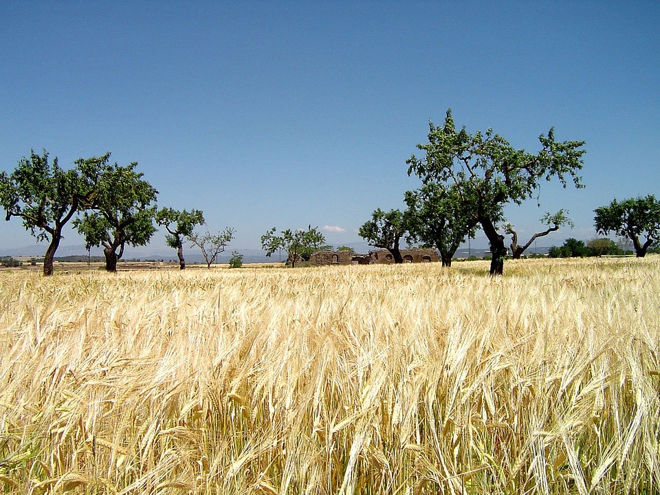 Field acacias acacia tree