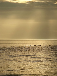 Birds wave light