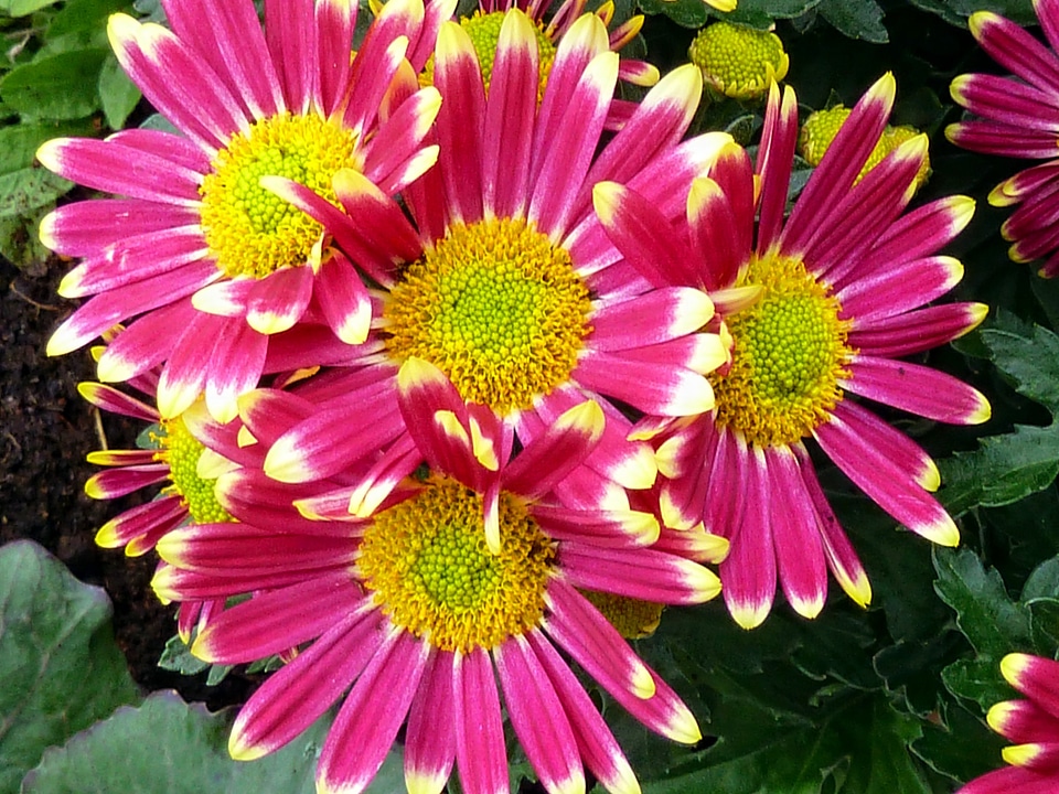 Daisy nature garden