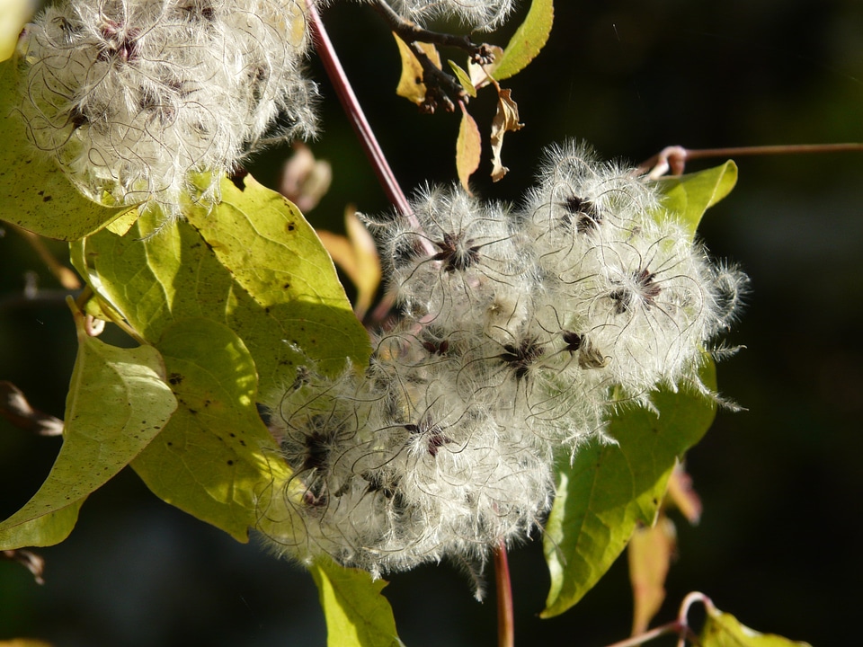 Fluffy seeds liane