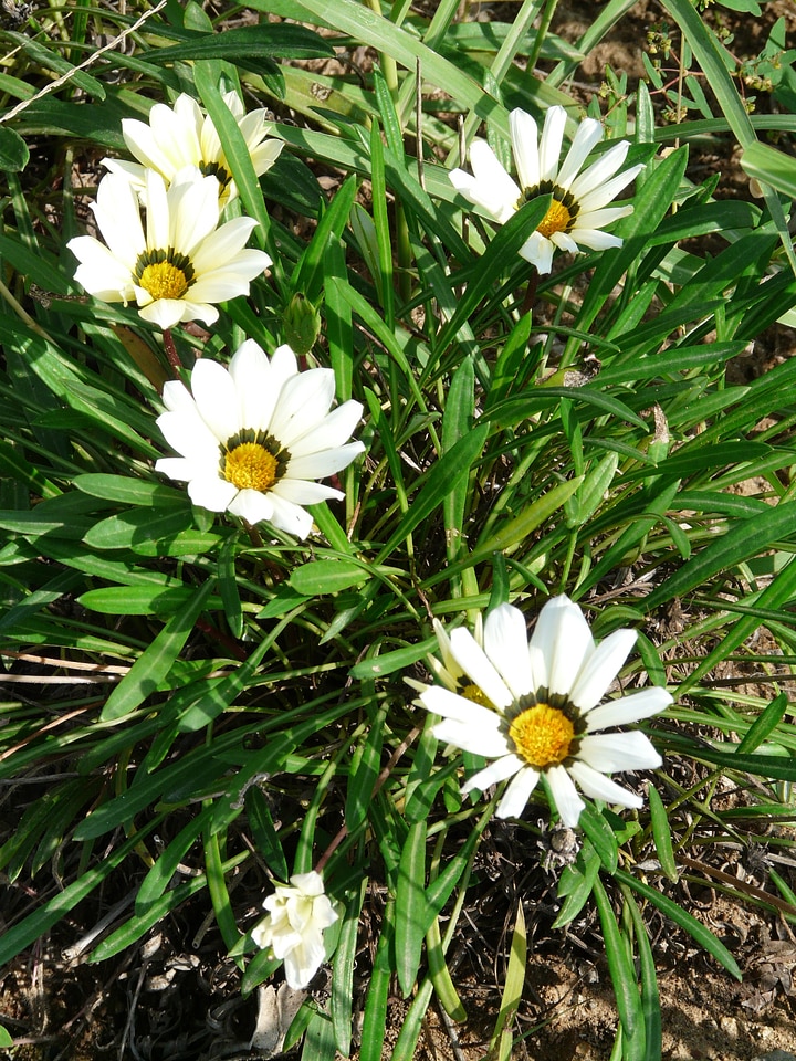 White geäugt point number