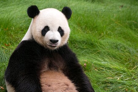 Giant panda animal