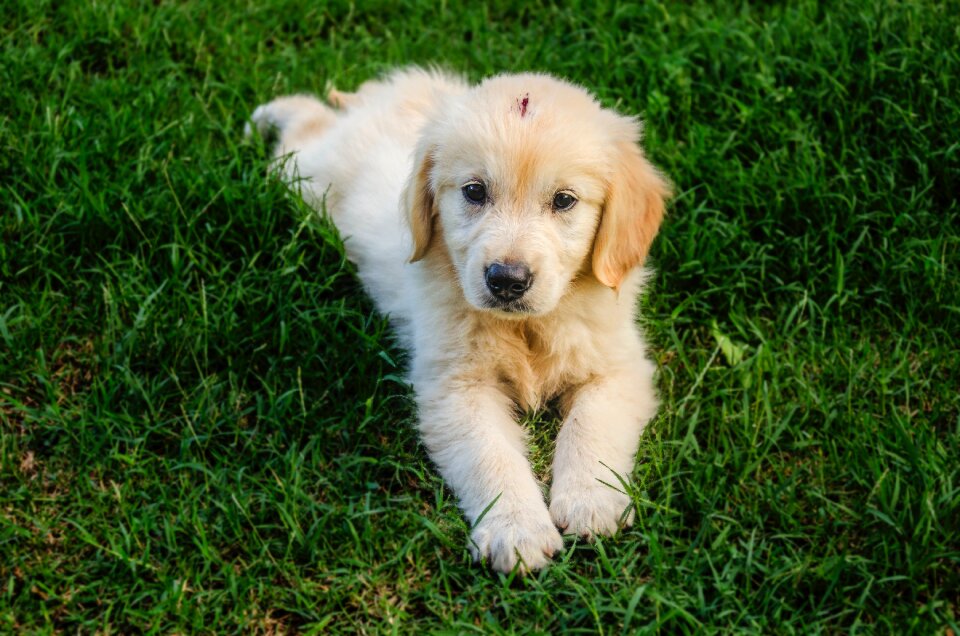 Golden retriever dog