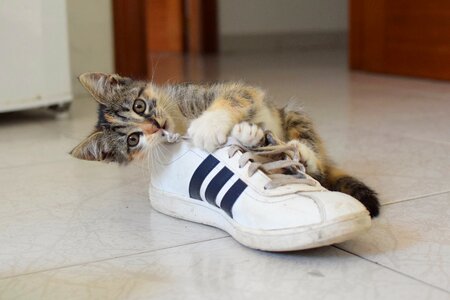 Kitten cat animal
