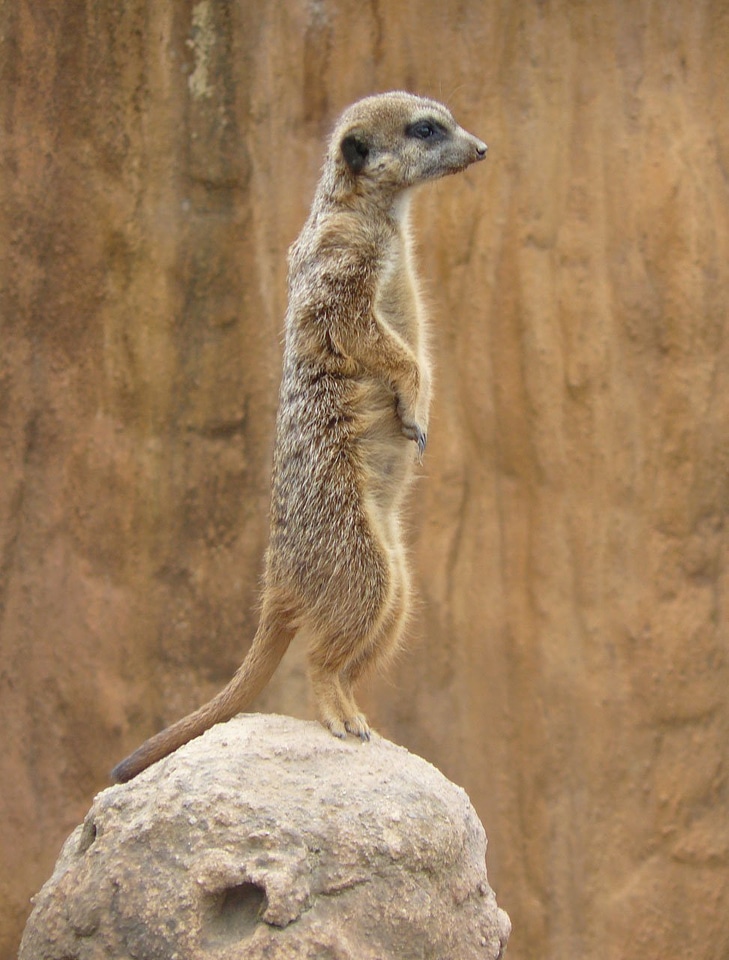 Wildlife suricatta fur
