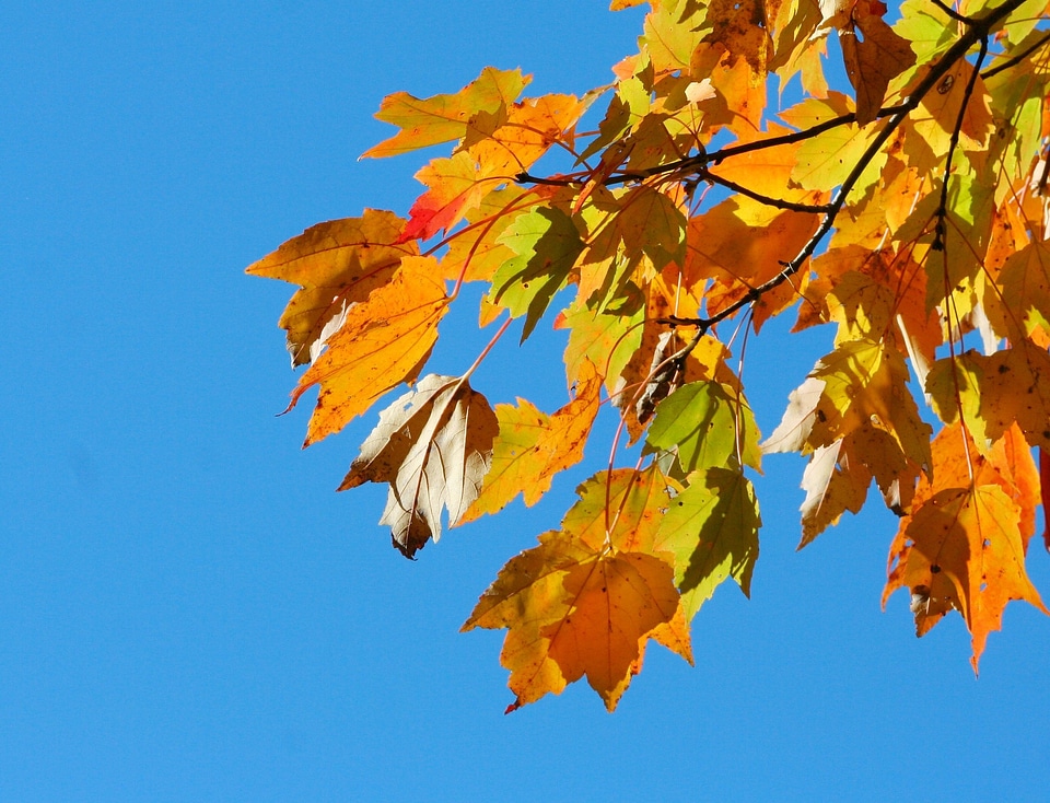 Sky maple orange