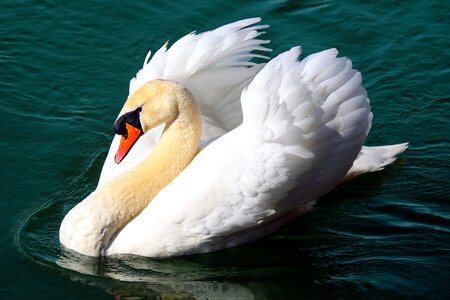 Swan bird animal