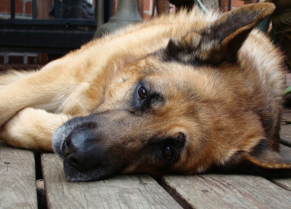 Resting large canine